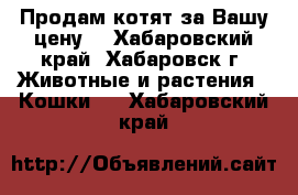 Продам котят за Вашу цену! - Хабаровский край, Хабаровск г. Животные и растения » Кошки   . Хабаровский край